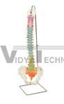 Didactic Flexible Spine Model